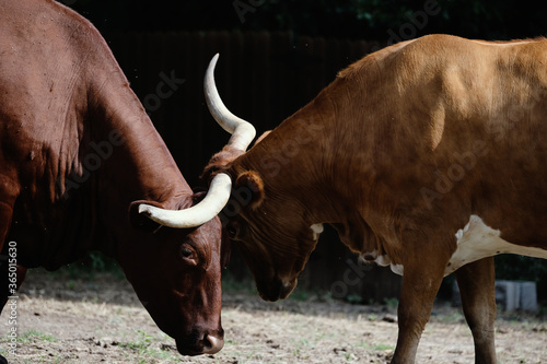 Longhorn cow and Santa Gertrudis head wrestle close up on cattle farm. photo