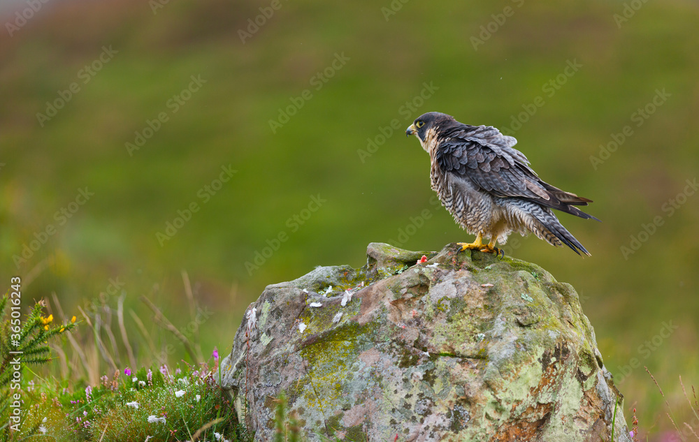 PEREGRINE FALCON (Falco peregrinus) PEREGRINE FALCON (Falco peregrinus)
