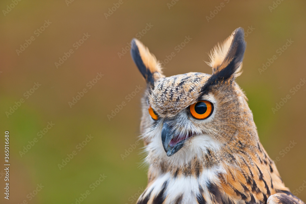 EURASIAN EAGLE OWL - BUHO REAL (Bubo bubo) EURASIAN EAGLE OWL - BUHO REAL (Bubo bubo)