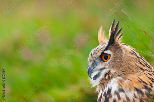 Fotografi EURASIAN EAGLE OWL - BUHO REAL (Bubo bubo)