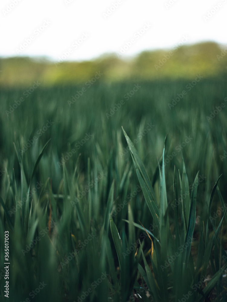 A close up of a blade of grass - obrazy, fototapety, plakaty 