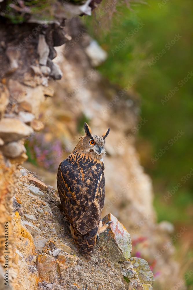 Fototapeta premium EURASIAN EAGLE OWL - BUHO REAL (Bubo bubo)