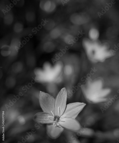 Flores y Plantas en Blanco y Negro. © Traveler
