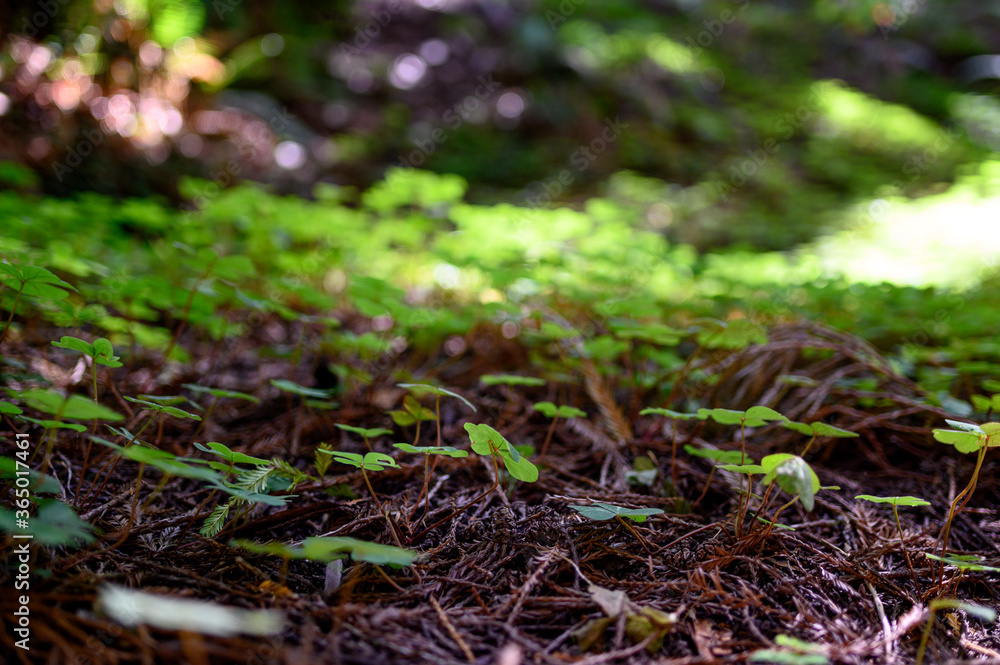 verdant green clovers in a wooded glen