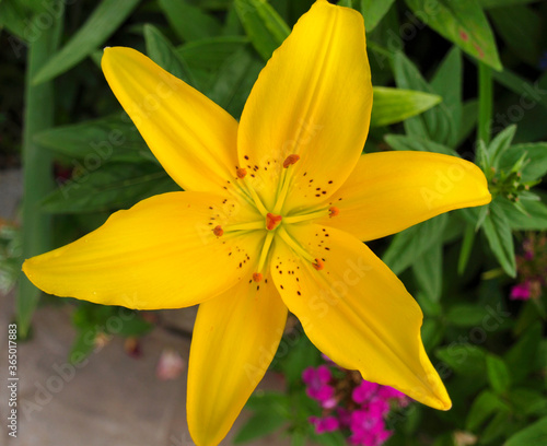 Yellow lily in the garden.