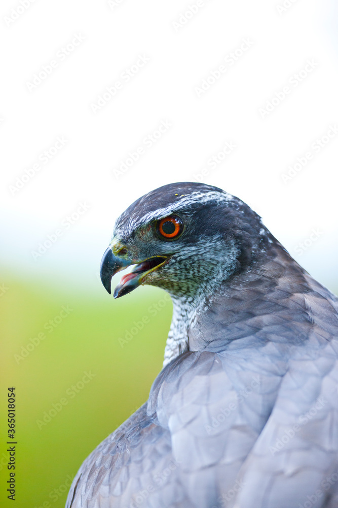 NORTHERN GOSHAWK - AZOR COMUN (Accipiter gentilis) NORTHERN GOSHAWK - AZOR COMUN (Accipiter gentilis)