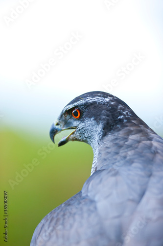 NORTHERN GOSHAWK  - AZOR COMUN (Accipiter gentilis) © JUAN CARLOS MUNOZ