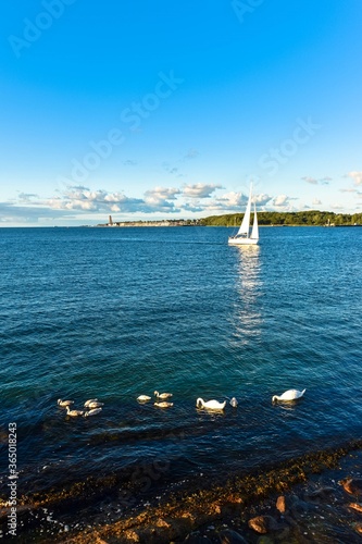 Schwäne schwimmen in der Ostsee, Kieler Förde