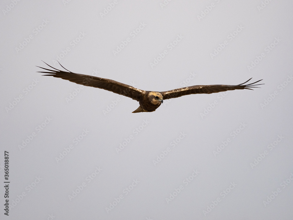 Aguilucho lagunero occidental (Circus aeruginosus) Aguilucho lagunero occidental (Circus aeruginosus)