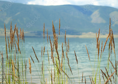 Fototapeta Naklejka Na Ścianę i Meble -  Beautiful view of the mountain lake through the ears of the steppe grass 