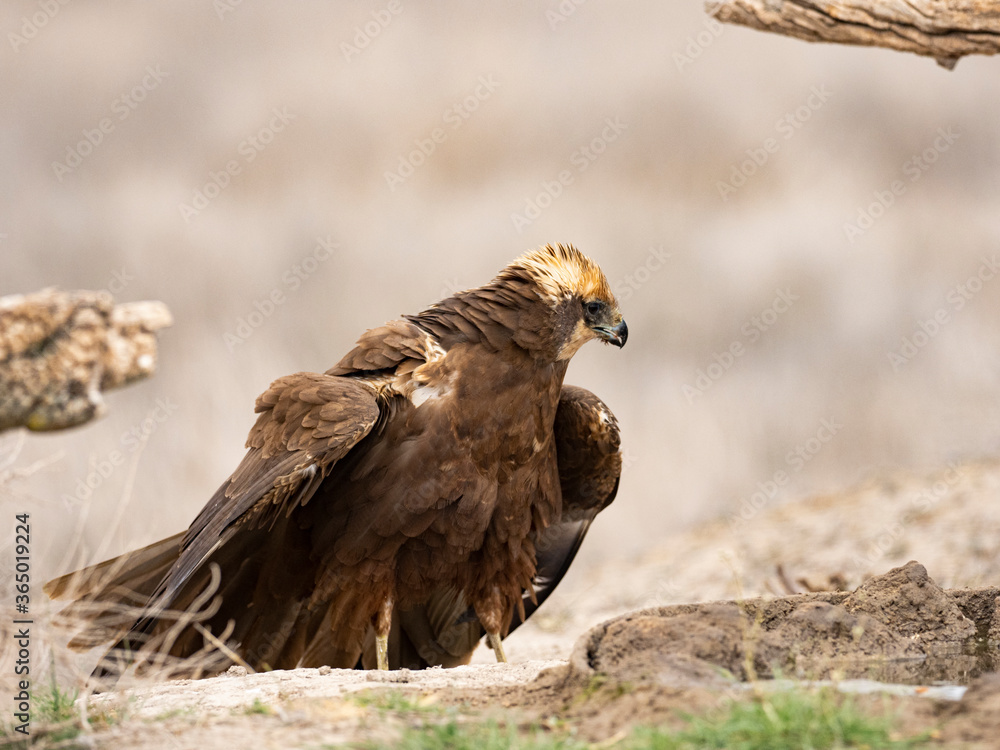 Fototapeta premium Aguilucho lagunero occidental (Circus aeruginosus)
