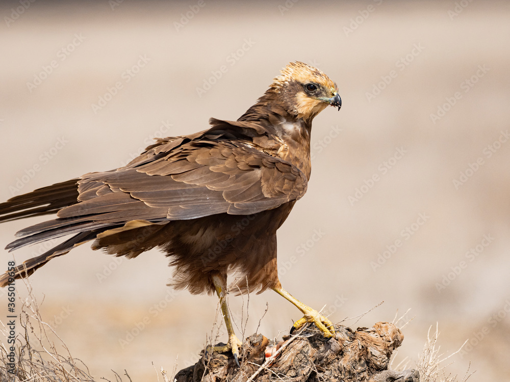 Obraz premium Aguilucho lagunero occidental (Circus aeruginosus)