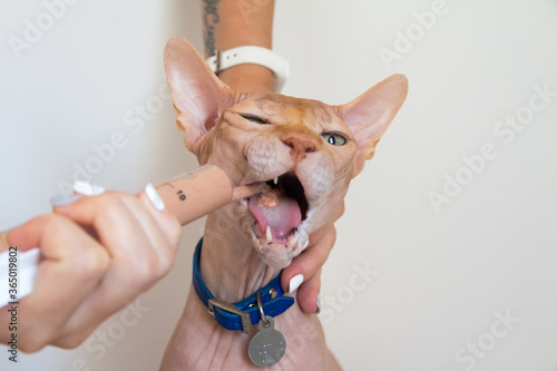 Forced feeding of a Sphinx cat