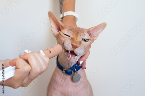 Forced feeding of a Sphinx cat