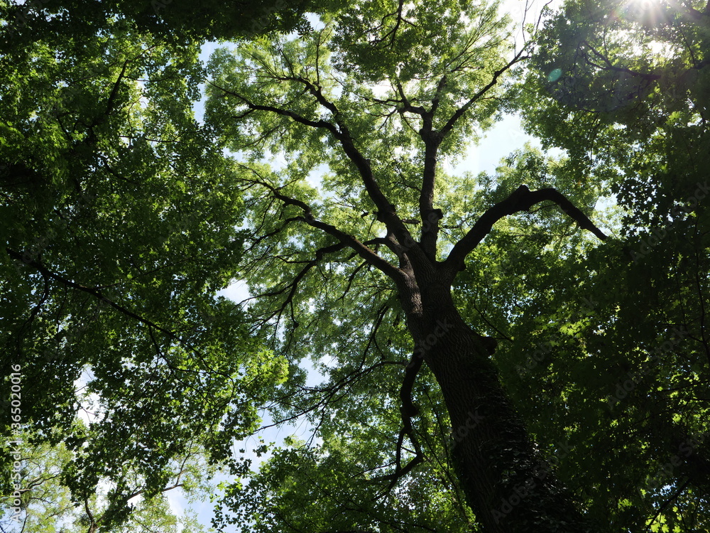 Großer Baum mit dickem Stamm, dicken Ästen und vielen grünen Blättern von unten gesehen