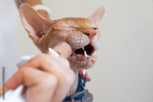 Forced feeding of a Sphinx cat