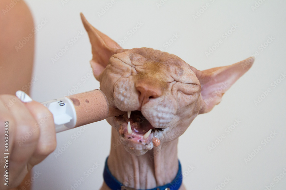 Forced feeding of a Sphinx cat