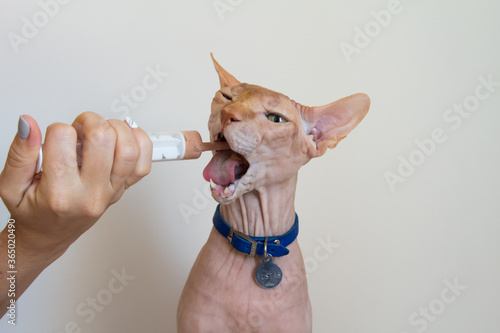 Forced feeding of a Sphinx cat