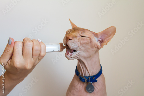 Forced feeding of a Sphinx cat