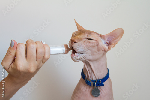 Forced feeding of a Sphinx cat