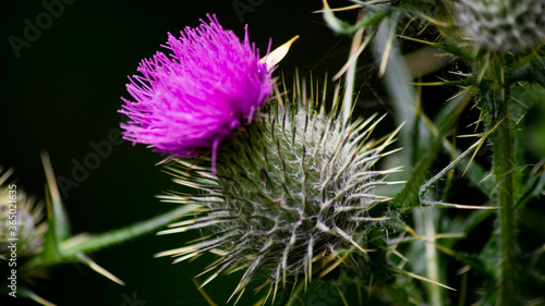 Close up of Scottish thistle