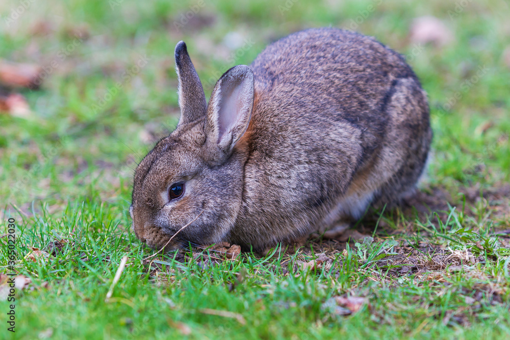 A gray rabbit with long ears bites the grass on a green field. A gray rabbit with long ears bites the grass on a green field.