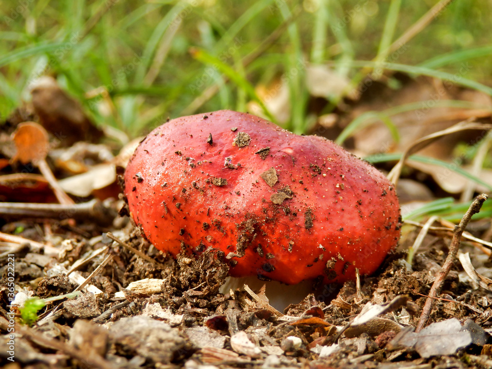 Close up of a specimen of Russula Emetica, (also known as The Sickener or Vomiting Mushroom), breaking through the ground on a woodland path Close up of a specimen of Russula Emetica, (also known as The Sickener or Vomiting Mushroom), breaking through the ground on a woodland path