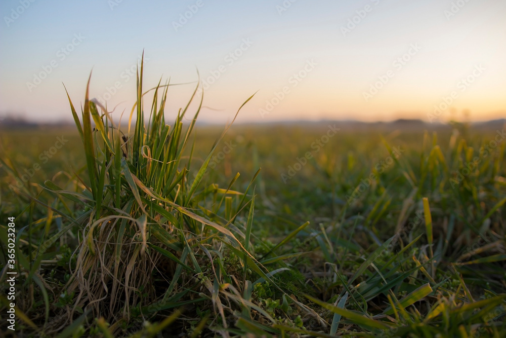 A cluster of grass with a big, endless meadow in the background. The plant is green and is backlit with the sunset. Concept of agricultural landscapes.