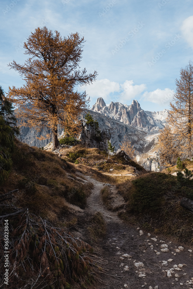 A hiking trail leads into the yellow coloured forest of the Dolomites. Majestic mountains in the background.