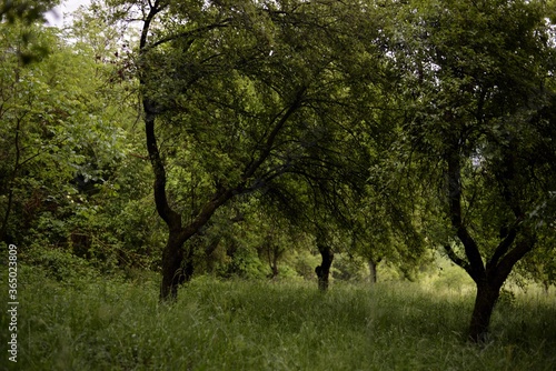 orchard in a story sequence during the spring
