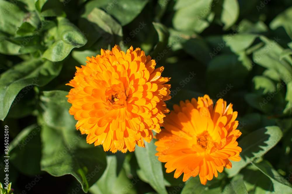 Orange flowers in the garden. Orange flowers in the garden.