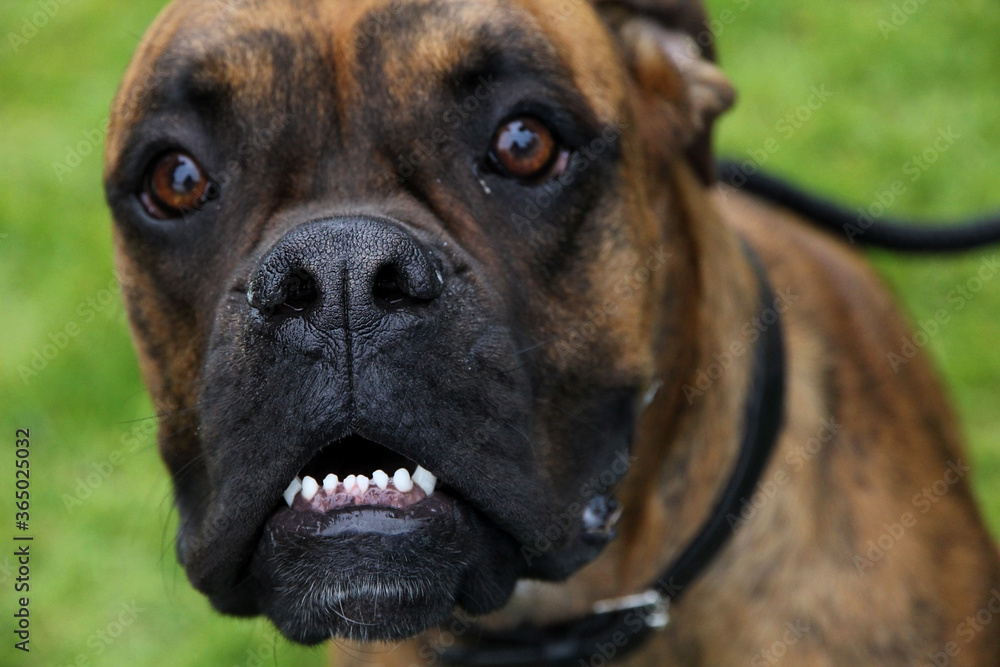 A brown brindle dog of the Boxer breed, is looking towards the camera with a very surprised look on his face. Possibly the canine is playing or is startled. The animal is showing his small white teeth