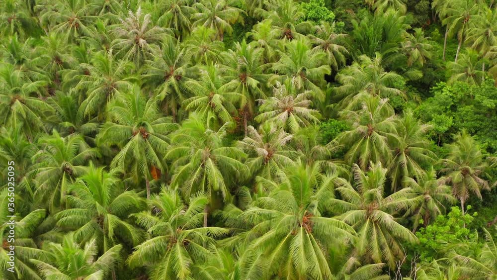 Aerial flight above lush green palms in dense Mentawai island jungle Aerial flight above lush green palms in dense Mentawai island jungle
