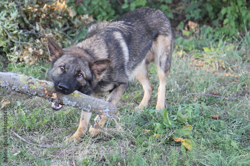 Deutscher Schäferhund bringt Stöckchen Spielen toben