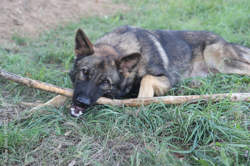 Deutscher Schäferhund bringt Stöckchen Spielen toben photo