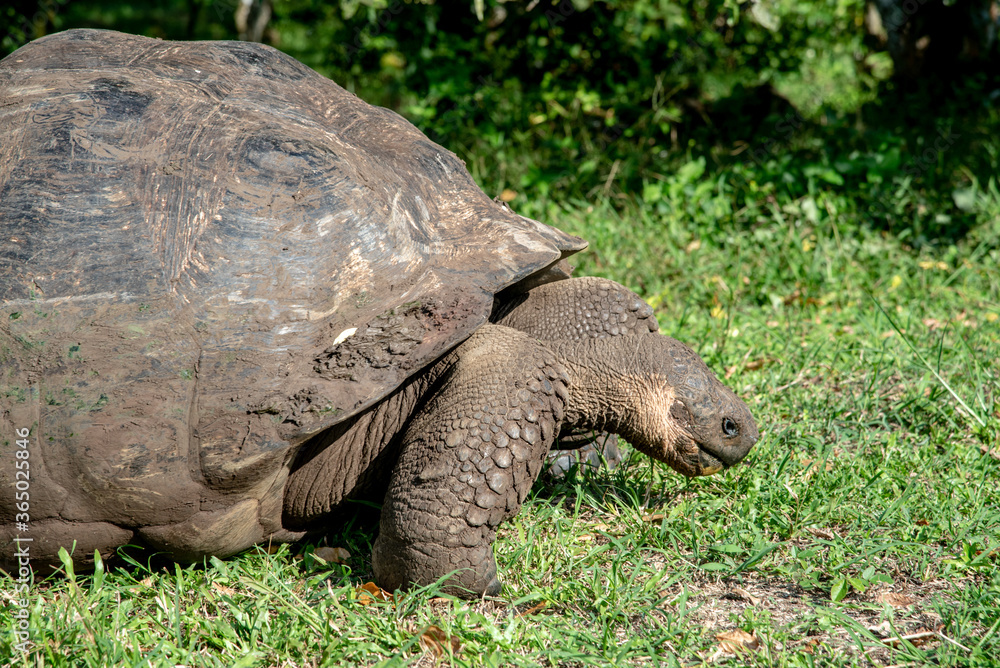 Obraz premium turtle on the grass