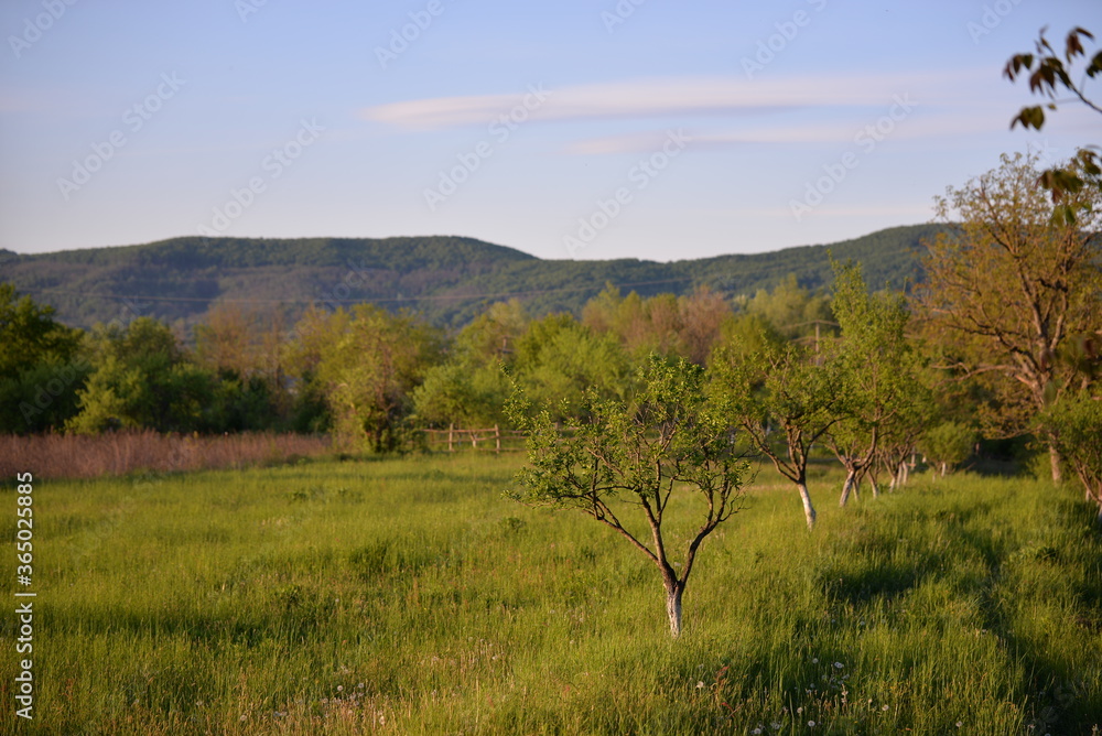 orchard in a story sequence during the spring orchard in a story sequence during the spring