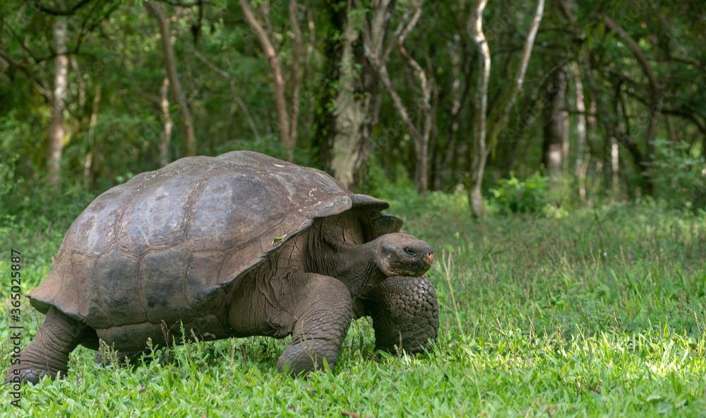Naklejka premium turtle on the grass