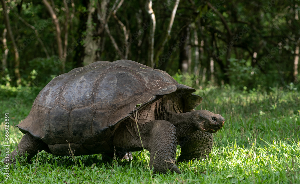 Obraz premium turtle on the grass