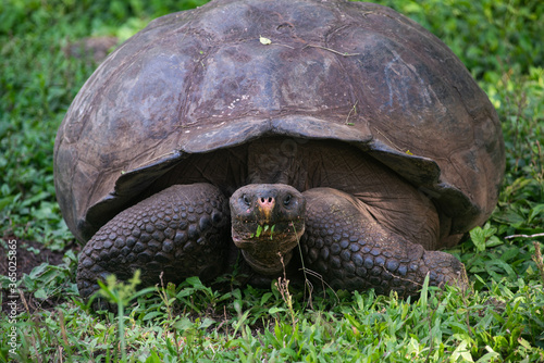 turtle on the grass