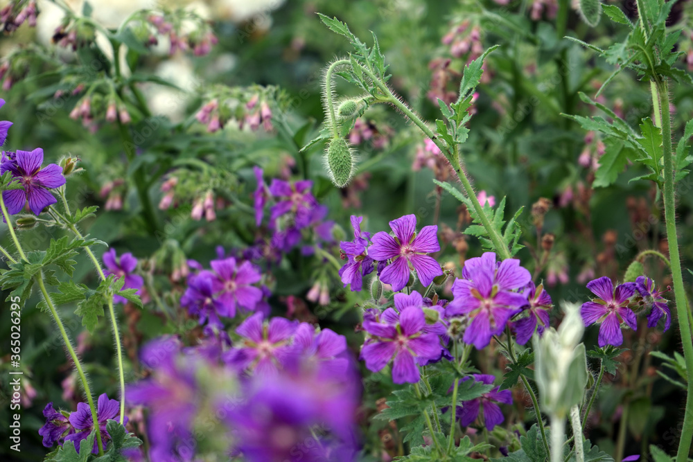 Fototapeta premium Storchschnabel Storchenschnabel Wald-Storchschnabel Geranium sylvaticum