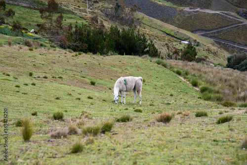 lhama in the mountains