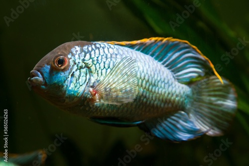 young spectacular adult male of Nannacara anomala neon blue or dwarf neon nannacara fish in freshwater cichlid biotope style aquascape