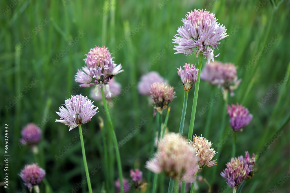 Lauch Schnittlauch Blüte Allium schoenoprasum Lauch Schnittlauch Blüte Allium schoenoprasum