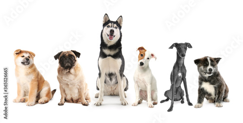 Group of different dogs on white background © New Africa