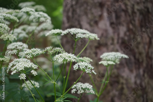Gewöhnlicher Giersch (Aegopodium podagraria) 
