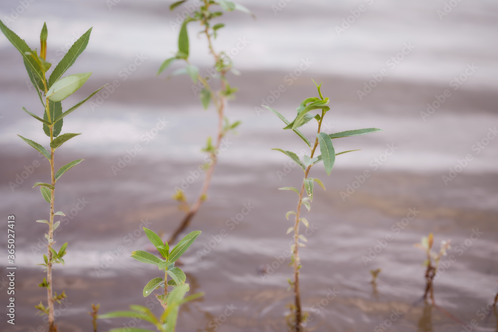 Naklejka premium Baby trees growing up in water of river