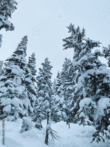 snow covered trees © Franca