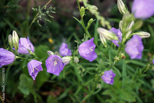 Campanula persicifolia Pfirsichblättrige Glockenblume