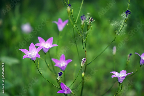 Campanula Patula Wiesenglockenblume 